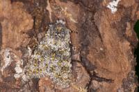 Polymixis flavicincta flavicincta