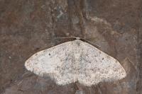 Scopula marginepunctata