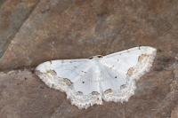 Scopula ornata
