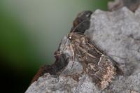 Thalpophila matura