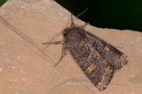 Tholera cespitis