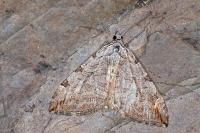Aplocera plagiata