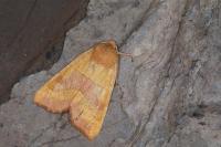 Atethmia centrago