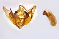 Chersotis rectangula