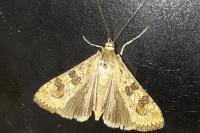 Nomophila noctuella