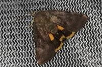Noctua janthe/janthina