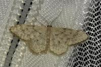 Idaea alyssumata