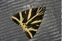 Euplagia quadripunctaria