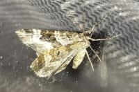 Epirrhoe alternata