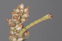 Biston betularia