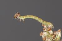 Biston betularia