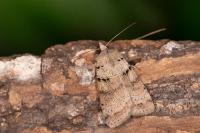 Eugnorisma depuncta