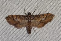 Hydriris ornatalis