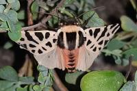 Cymbalophora pudica