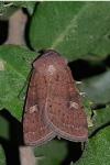 Xestia xanthographa