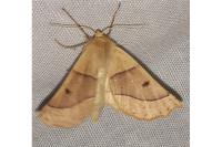 Crocallis elinguaria