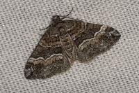 Perizoma bifaciata