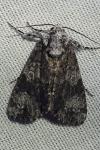 Craniophora ligustri