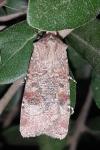 Agrotis trux