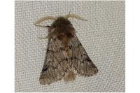 Thaumetopoea pityocampa