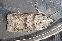 Dioryctria