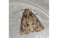 Thalpophila matura