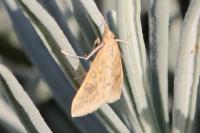 Udea ferrugalis