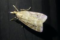 Eudonia pallida
