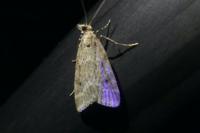 Eudonia pallida