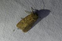 Luperina testacea