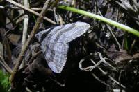 Aplocera plagiata