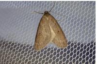 Pachycnemia hippocastanaria hippocastanaria