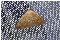 Pachycnemia tibiaria tibiaria