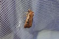 Xestia agathina
