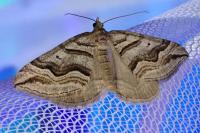 Scotopteryx peribolata