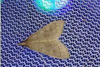 Mecyna asinalis