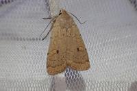 Xestia castanea