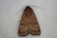 Xestia xanthographa