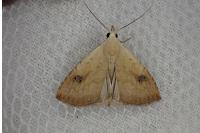 Rivula sericealis
