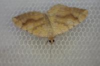 Camptogramma bilineata