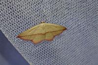 Timandra comae