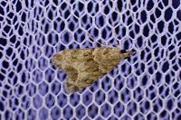 Eudonia mercurella