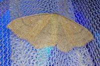 Cyclophora ruficiliaria