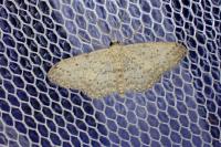 Idaea seriata