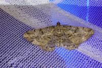 Peribatodes rhomboidaria rhomboidaria