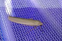 Eilema caniola