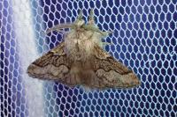 Trichiura crataegi