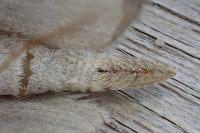 Aplocera plagiata