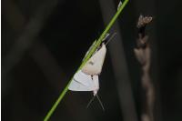 Rivula sericealis