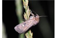 Xestia xanthographa